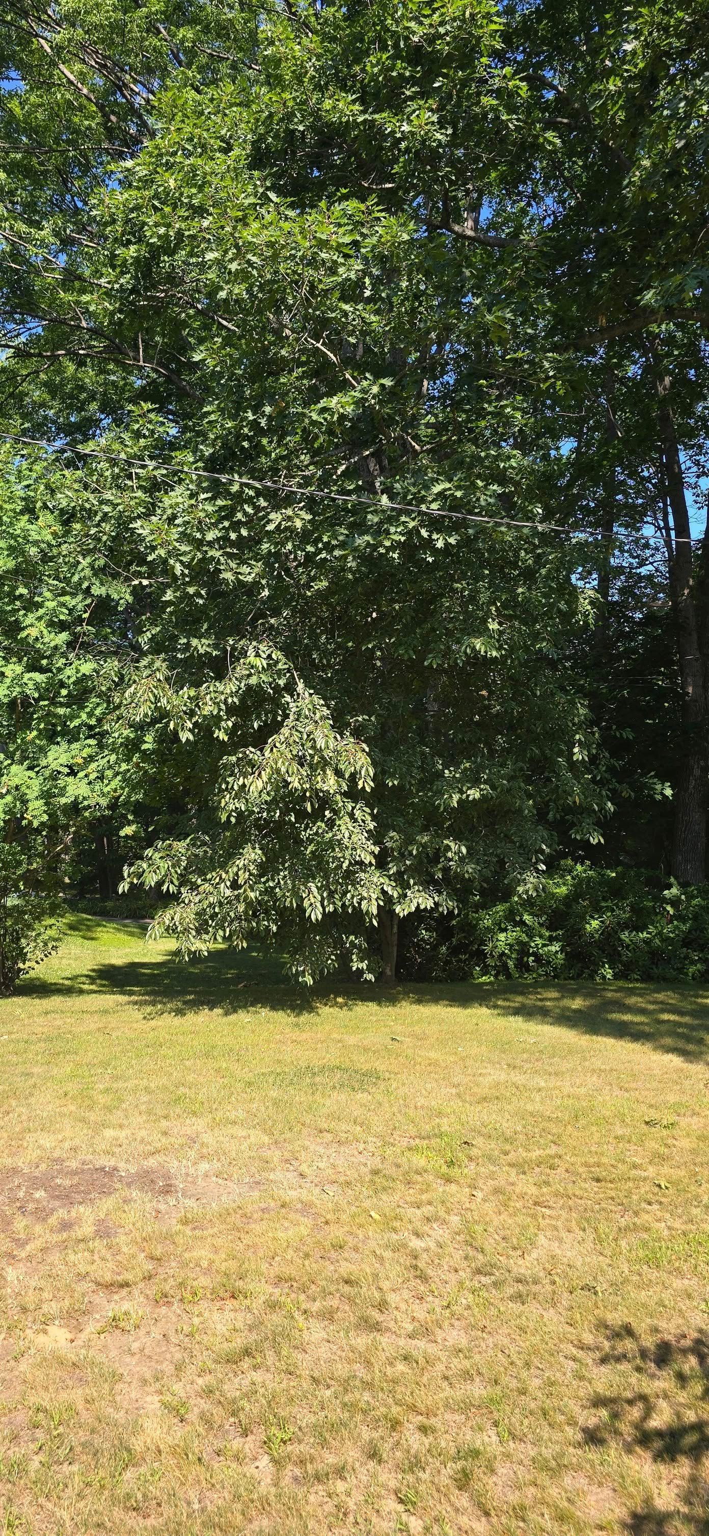 Green trees over dry, yellow grass in a sunny outdoor setting.