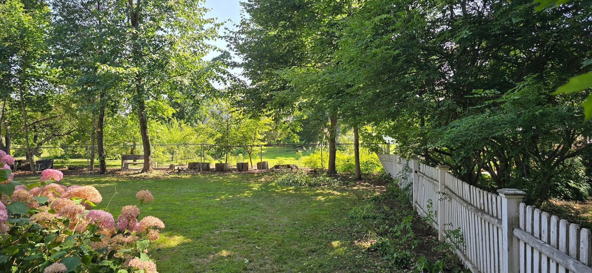 Grassy backyard with trees, white picket fence, and pink hydrangeas. Bright sunlight.