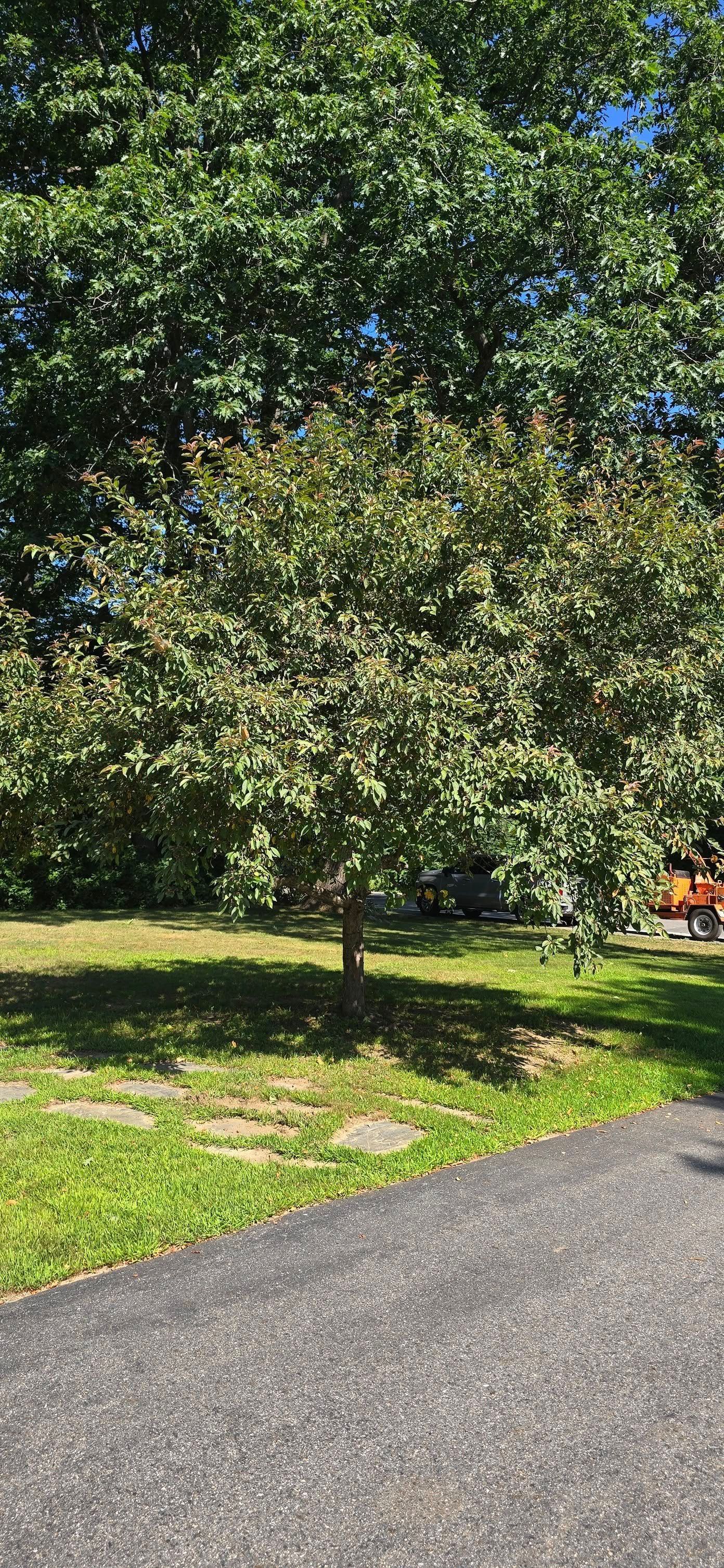 Tree in a park with asphalt path in the foreground and green grass.