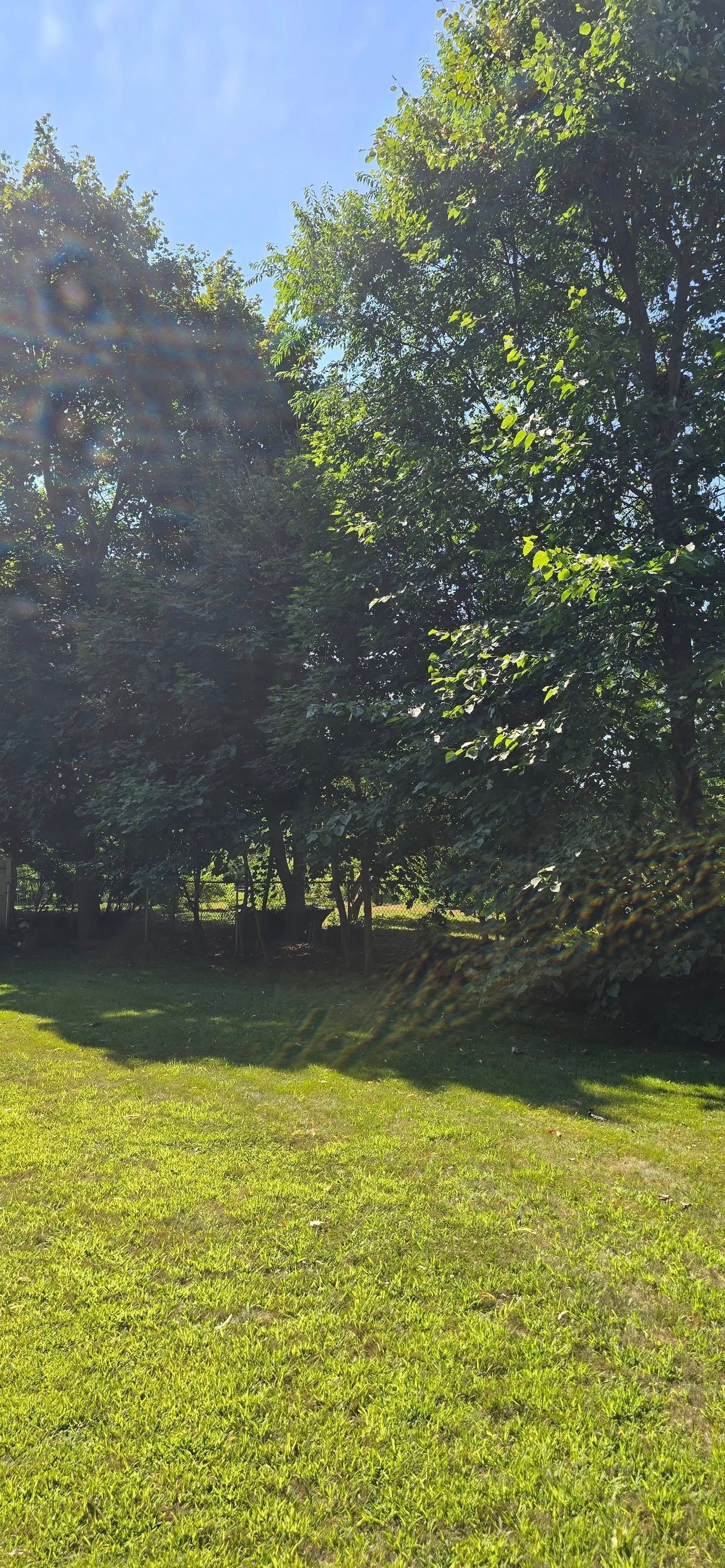 Green grass in a sunlit field with trees in the background under a blue sky.