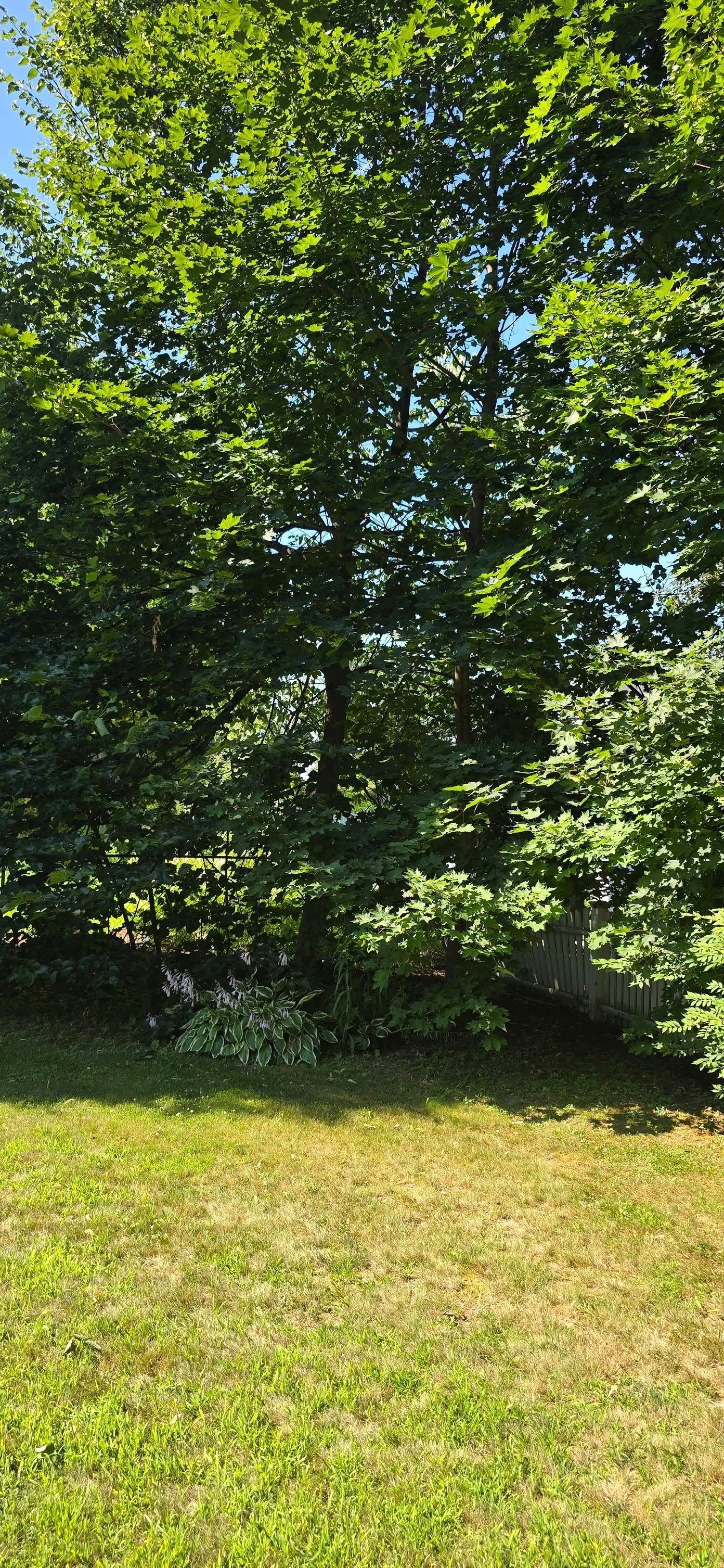 Lush green trees and foliage over a patch of grass on a sunny day.