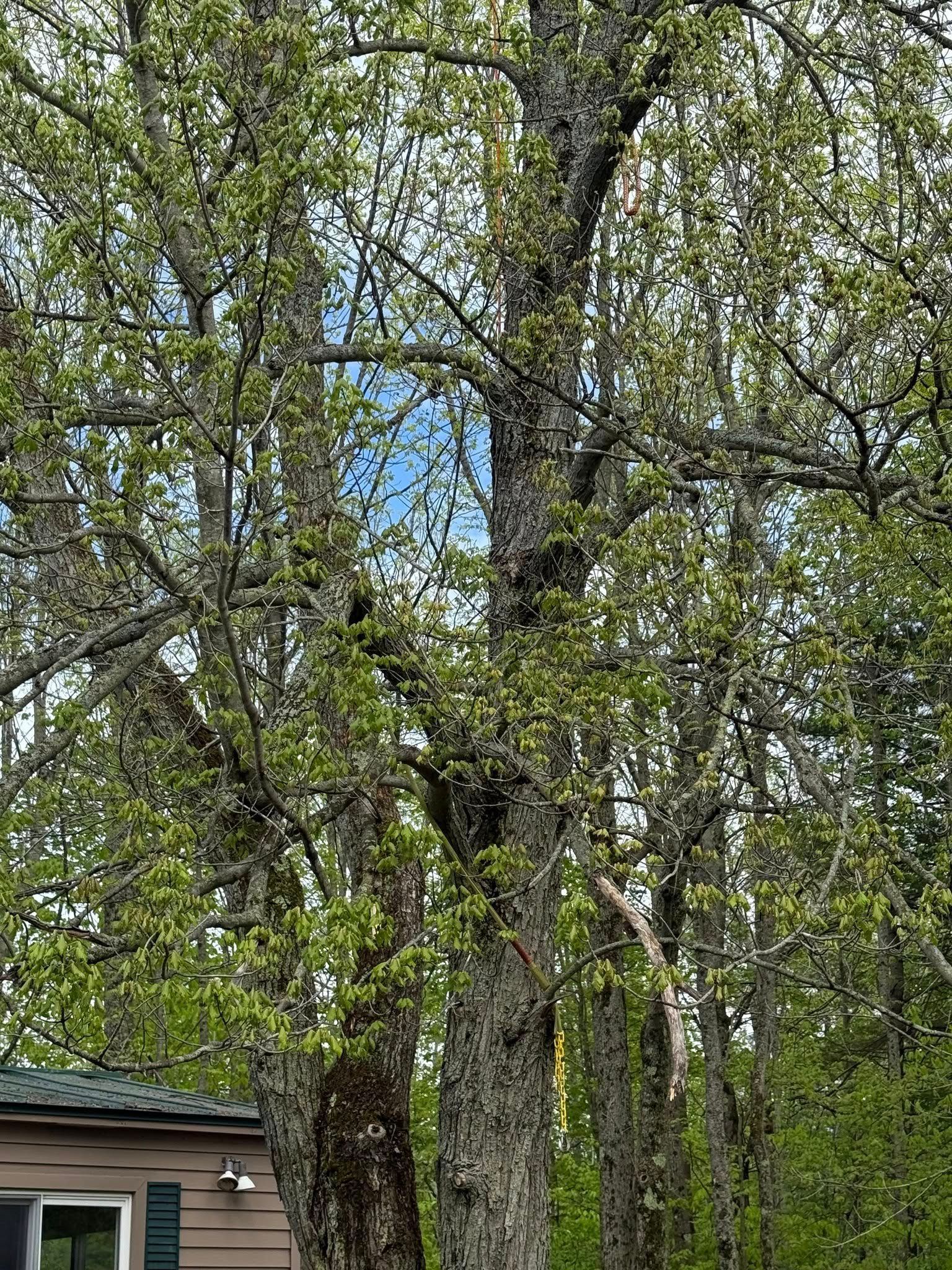 Tall tree with light green leaves and gray bark, near a small building with a dark roof.