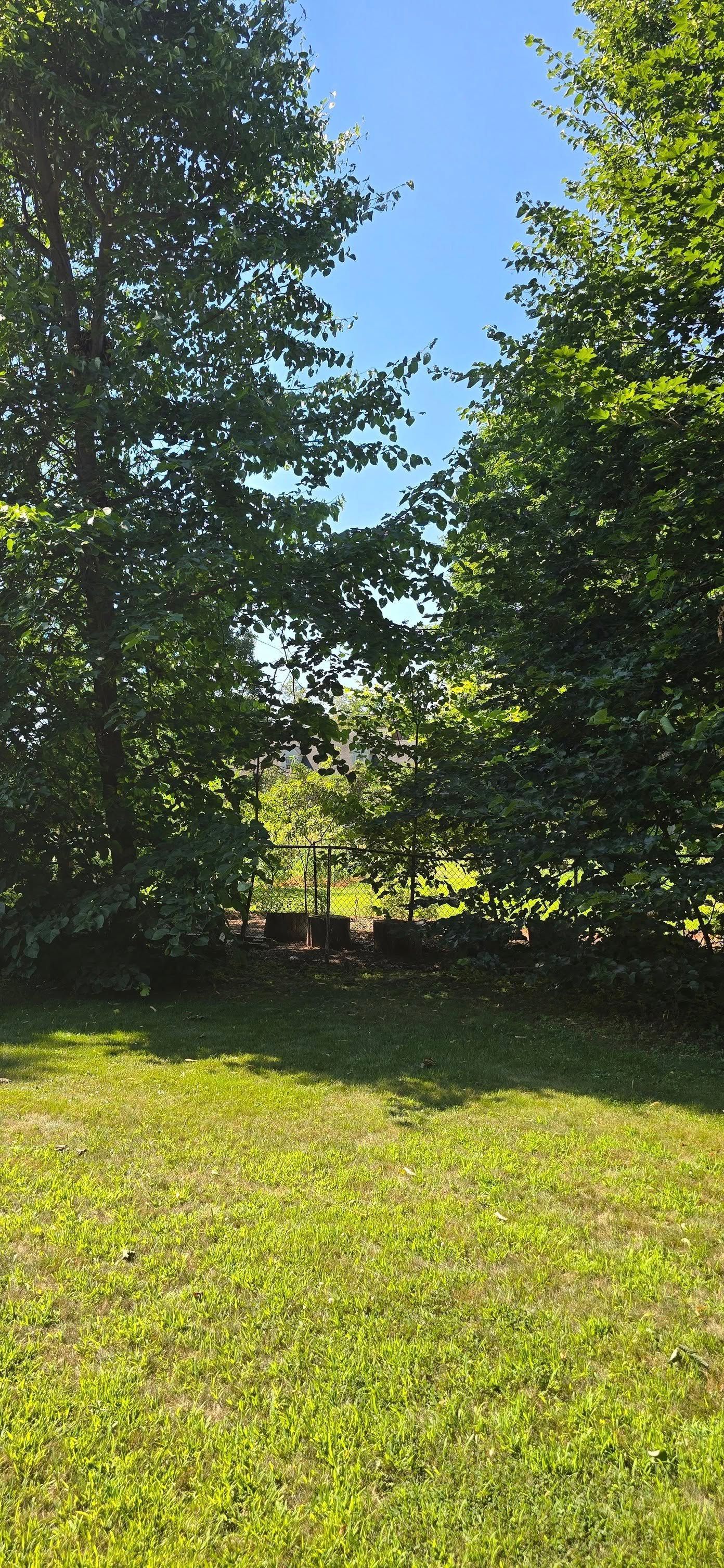 Trees frame a bright blue sky, with a view of a lush green lawn.