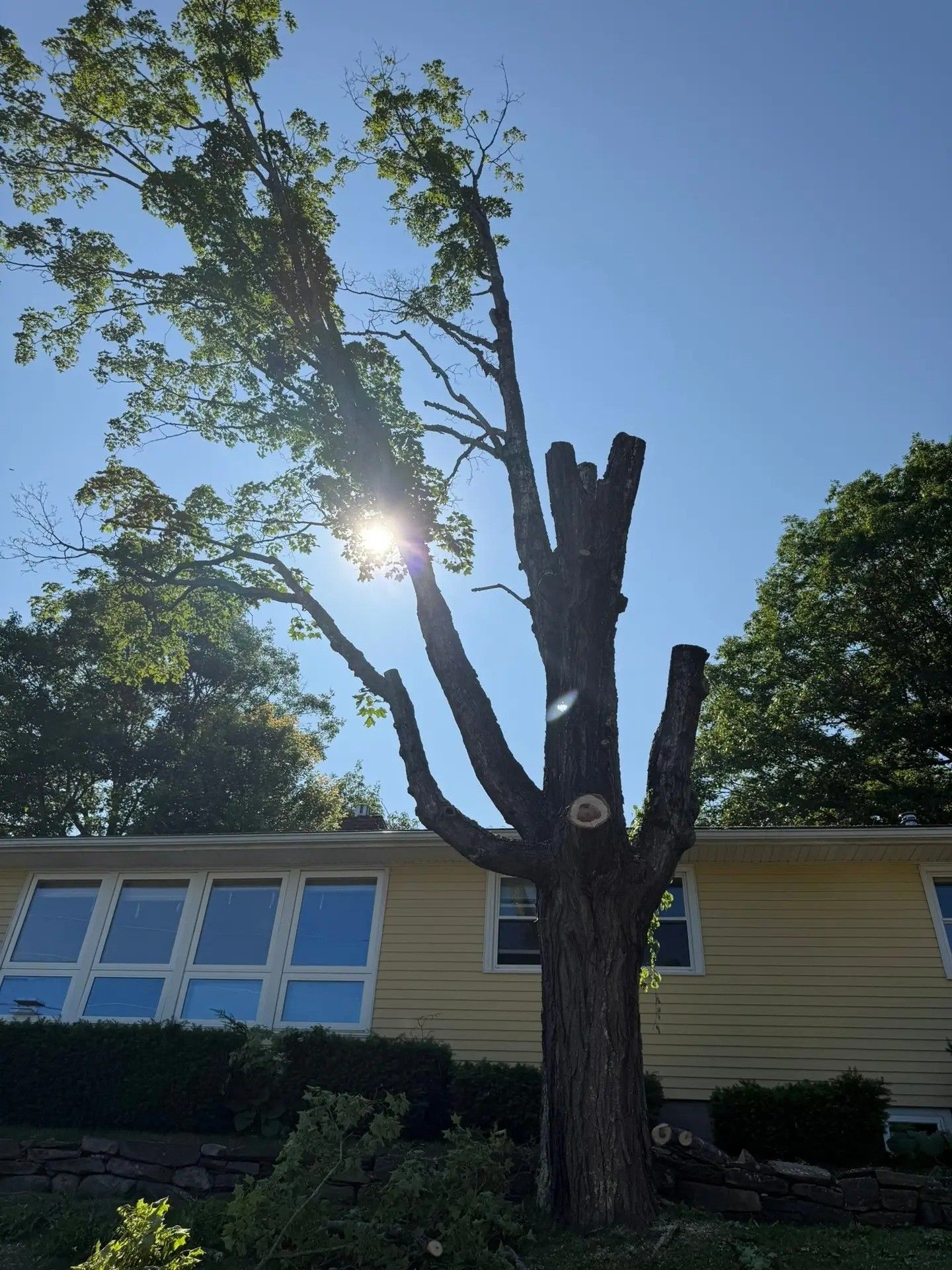Partially pruned tree in front of a yellow house with blue windows under a bright sun.