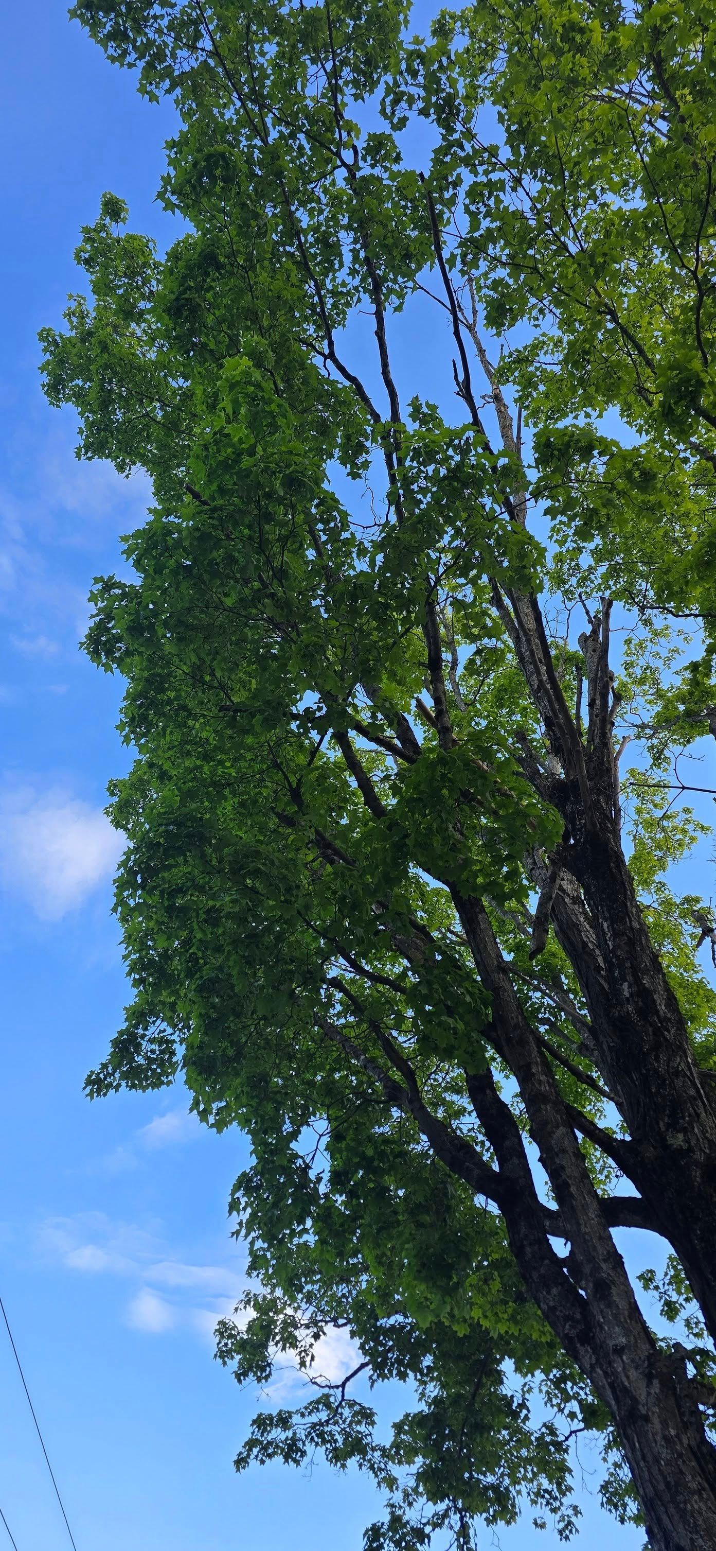 Tall tree with green leaves and a blue sky with some clouds.