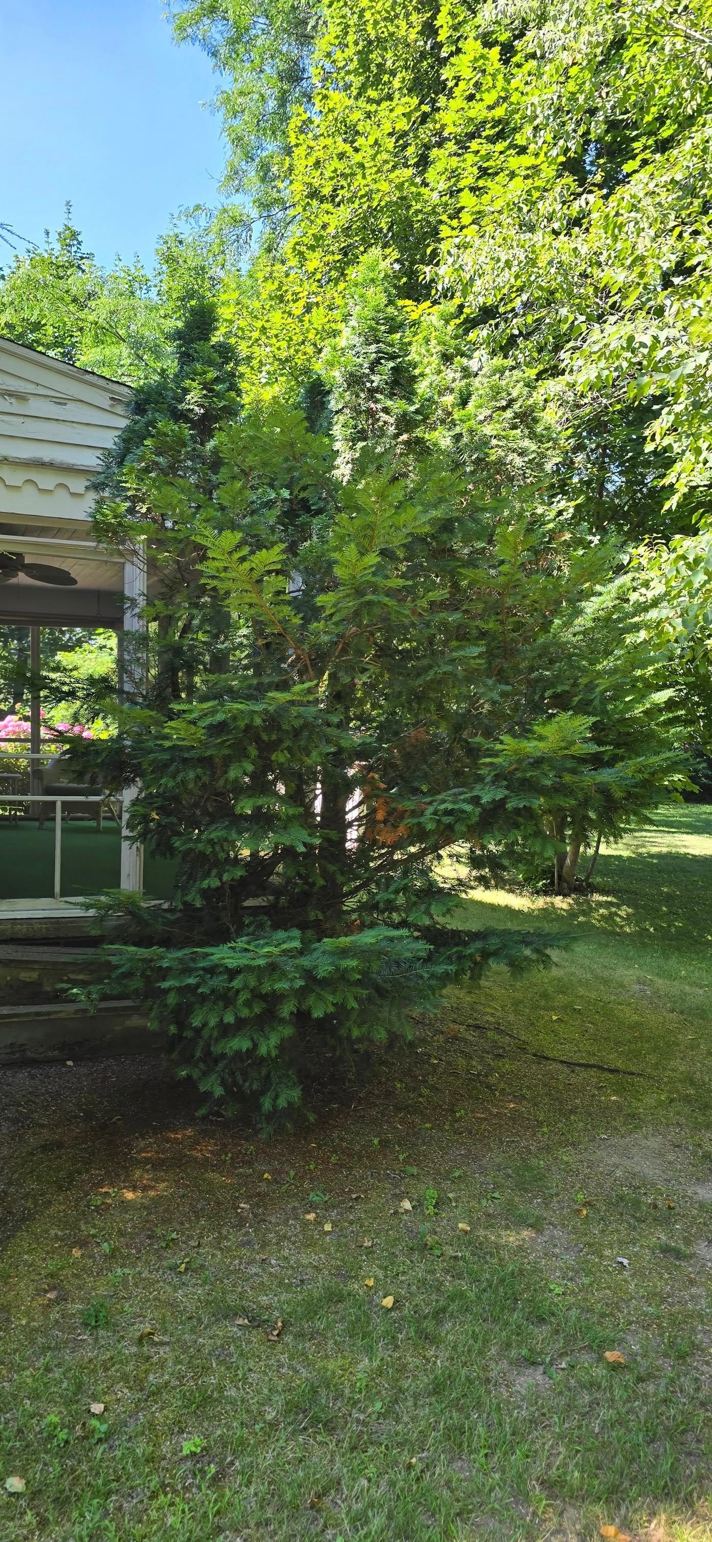 Lush green tree and foliage in a sunny outdoor setting with a gazebo visible in the background.