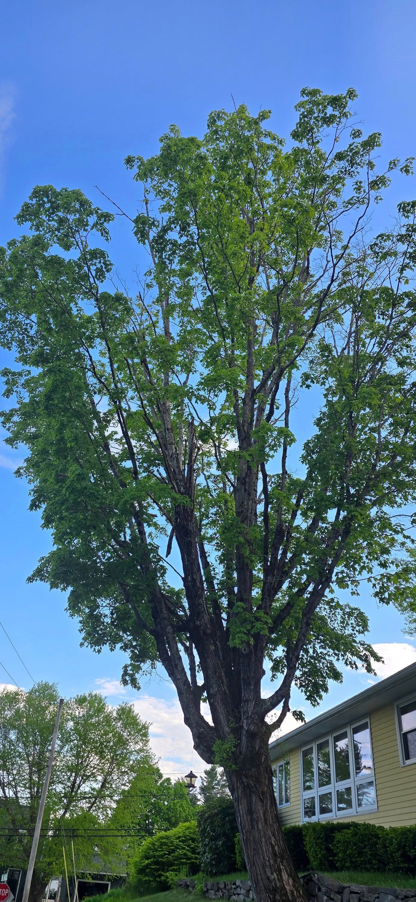 Tall tree with green leaves against a blue sky, next to a yellow building.