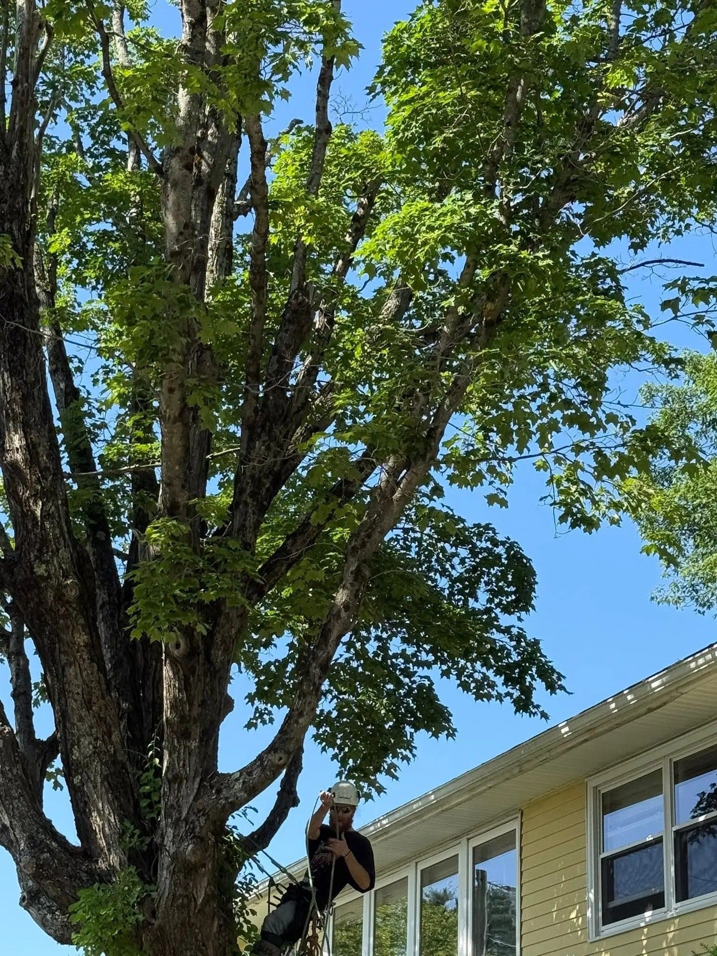 Person trimming a large tree next to a yellow house with blue sky in background.