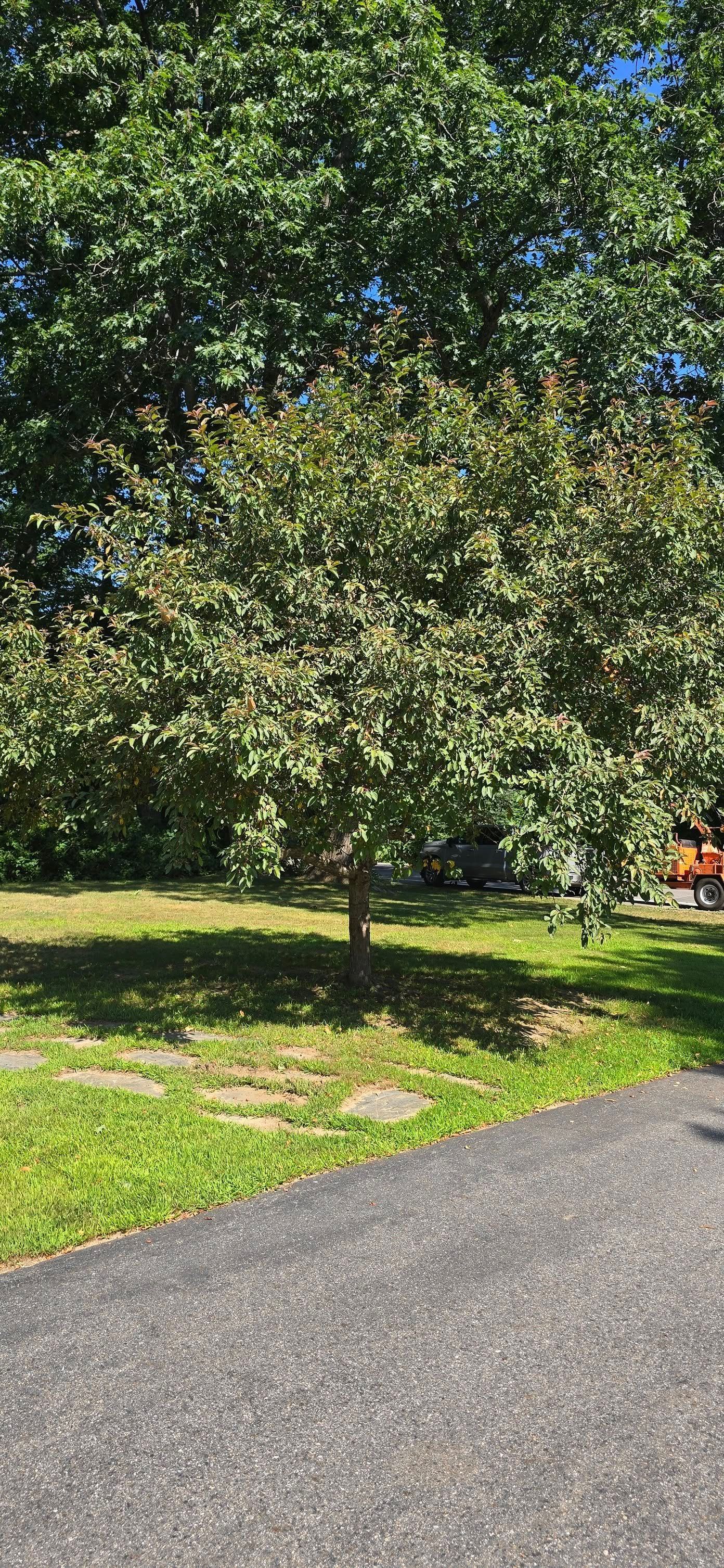 A tree in a grassy area, with a paved road in the foreground and a larger tree in the background.