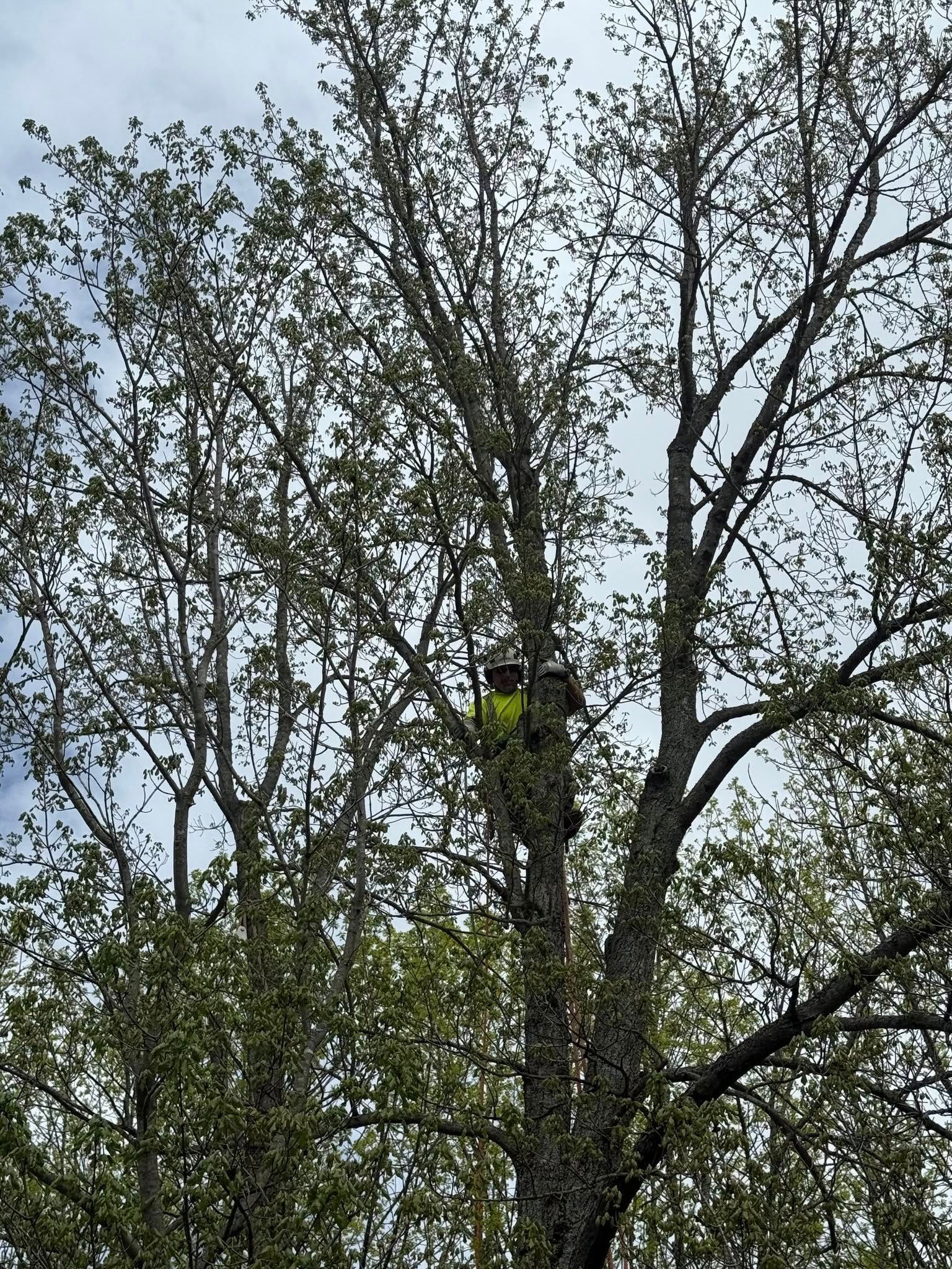 Birdhouse in a tall tree with green leaves and a cloudy sky.