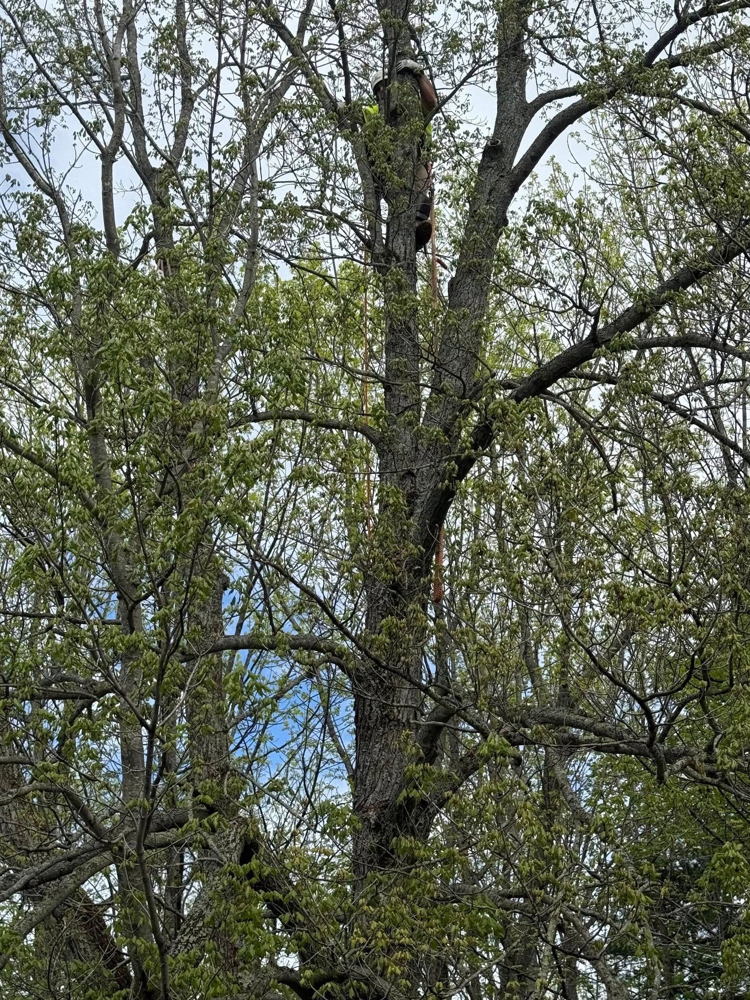 Person in camouflage climbing a tall tree with new green leaves.