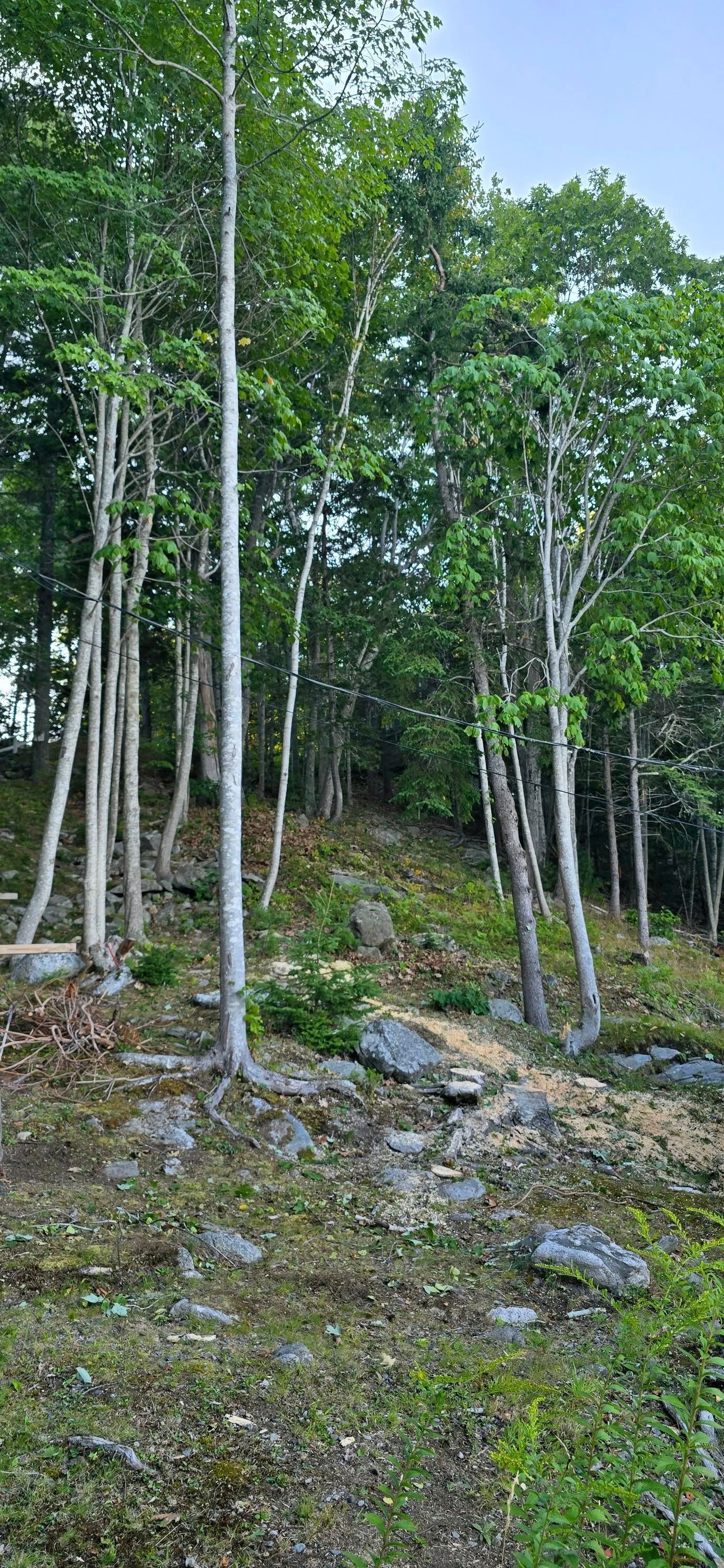 Trees on a rocky hillside with a light blue sky in the background.