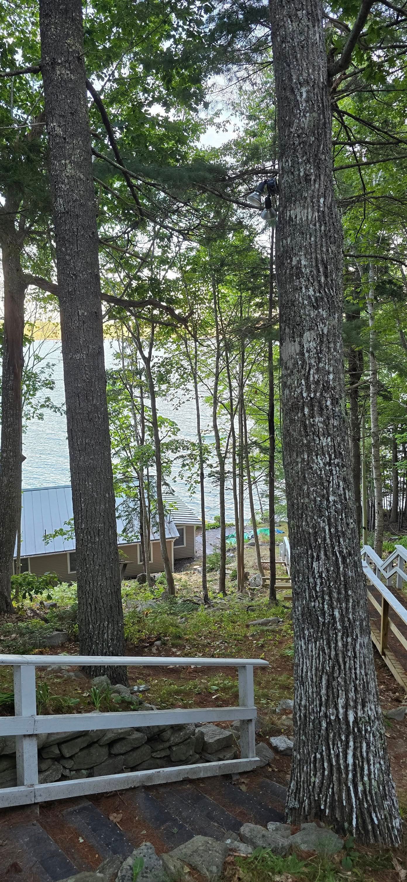 Trees frame a view of a lakeside deck, white railing, and buildings in a forest.