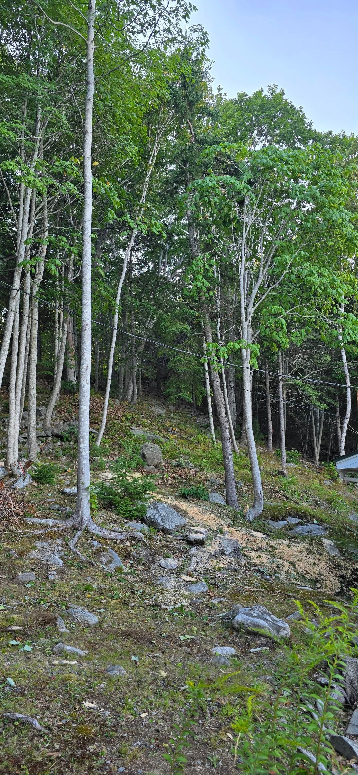 Trees on a hillside, with white trunks and green leaves, and rocky ground.