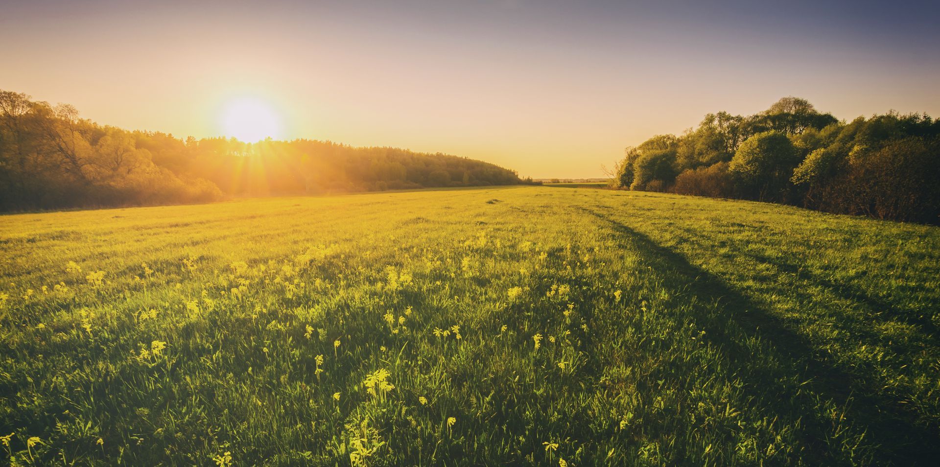 Sunrise over a grassy meadow with trees and a warm golden sky