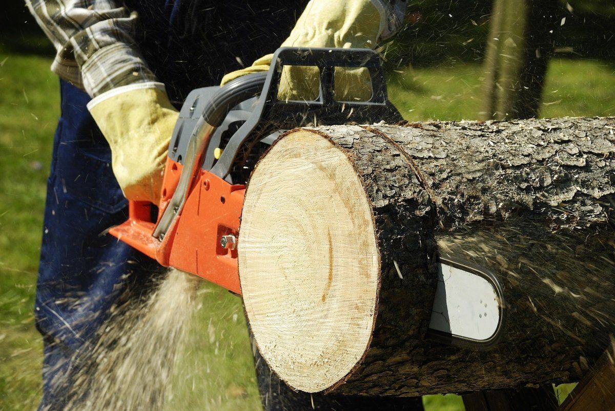 Cutting tree – Chesapeake, VA – Absolute Tree Surgeons