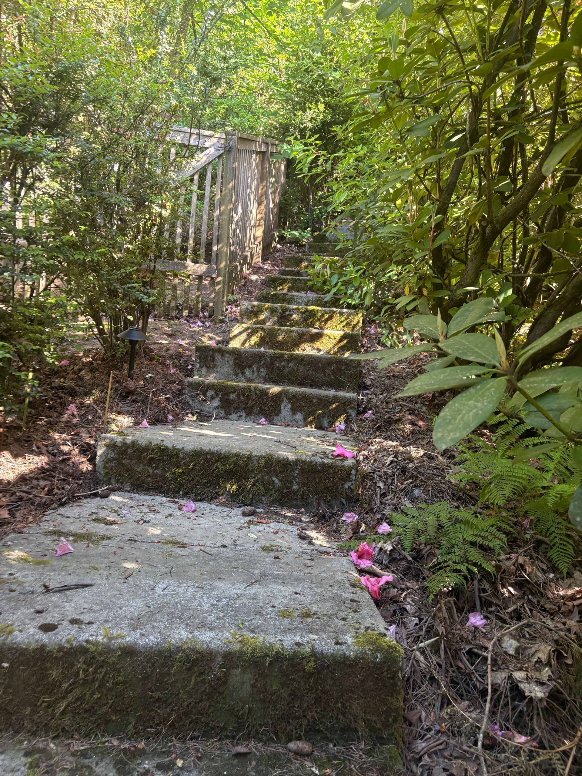 Mossy stone steps ascending through dense green woods with pink flowers along the side