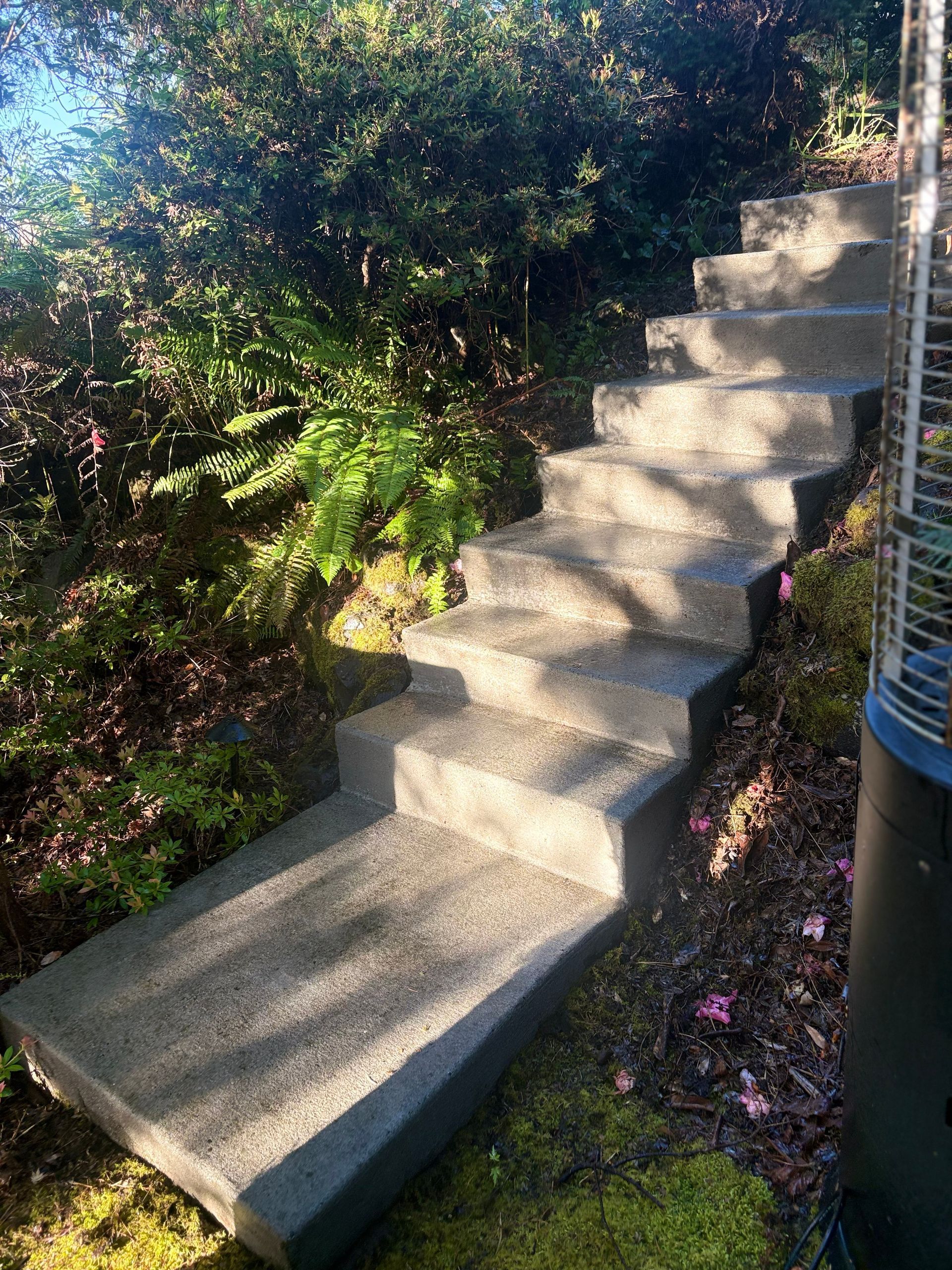 Concrete outdoor steps beside dense greenery in bright sunlight