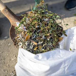 Gloved hands filling a white bag with yard waste and dry leaves outdoors.