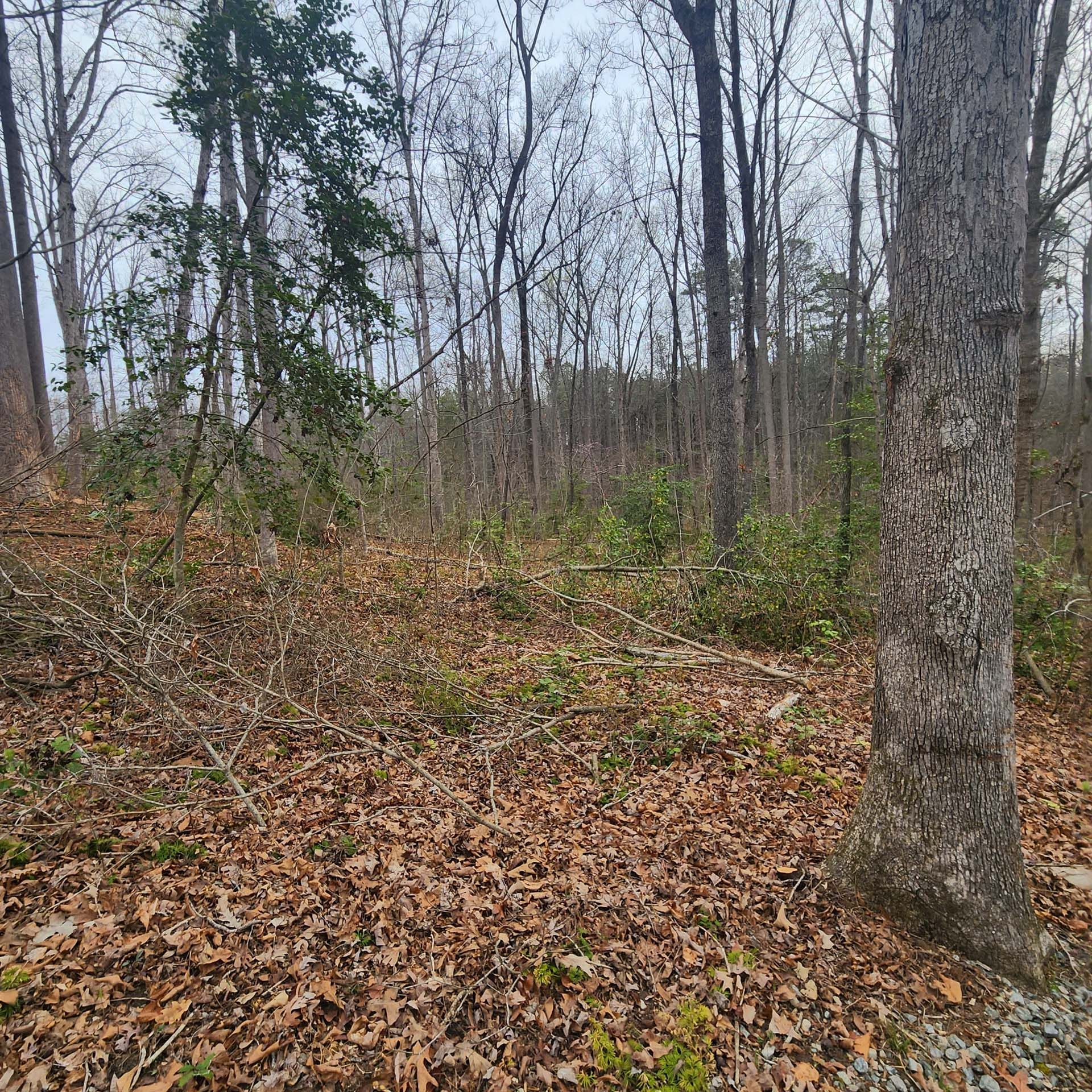 There is a lot of leaves on the ground in the woods.