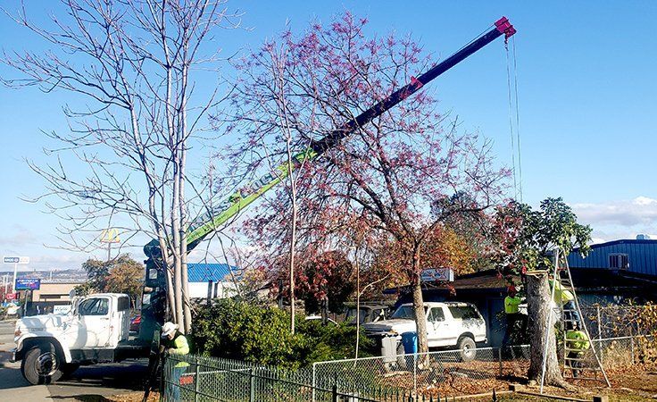 Residential Tree Care — Oroville, CA — Tree of Life Tree Service