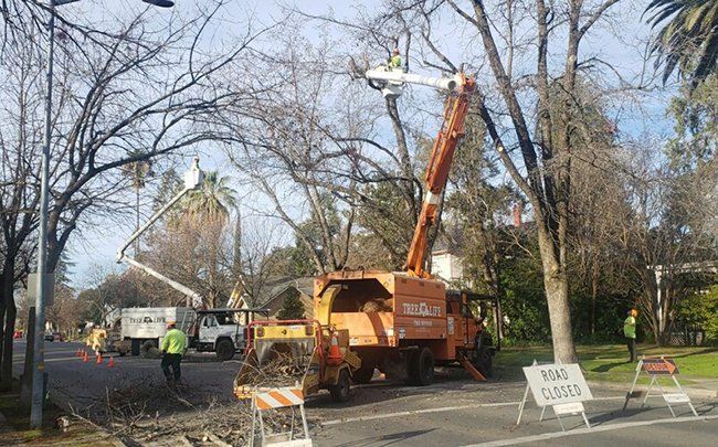 Tree Removal Cleaning — Oroville, CA — Tree of Life Tree Service