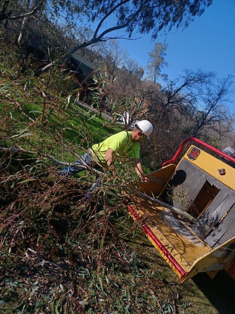 Tree Grinding — Oroville, CA — Tree of Life Tree Service
