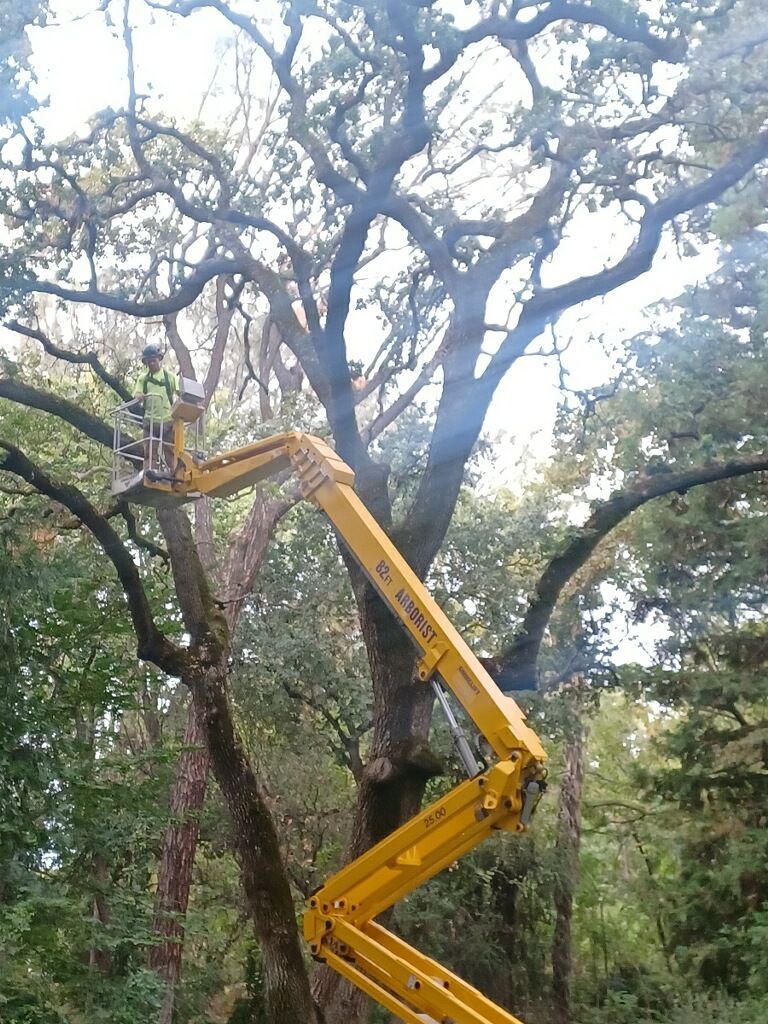 Nature And Working Employee — Oroville, CA — Tree of Life Tree Service