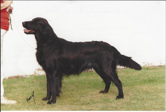 Ch Braidwynn Bonnie Lad (1999, 2000 & 2001)