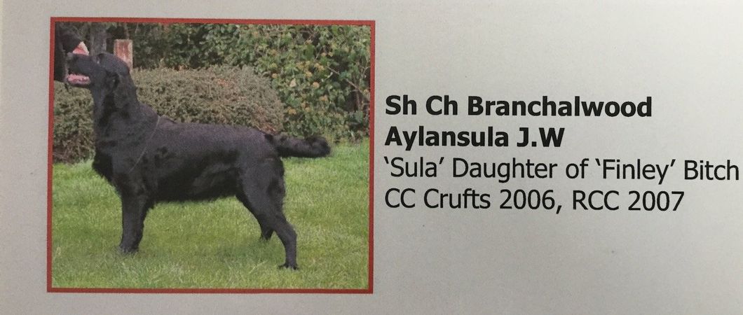 Sh Ch Branchalwood Aylansula (2006)