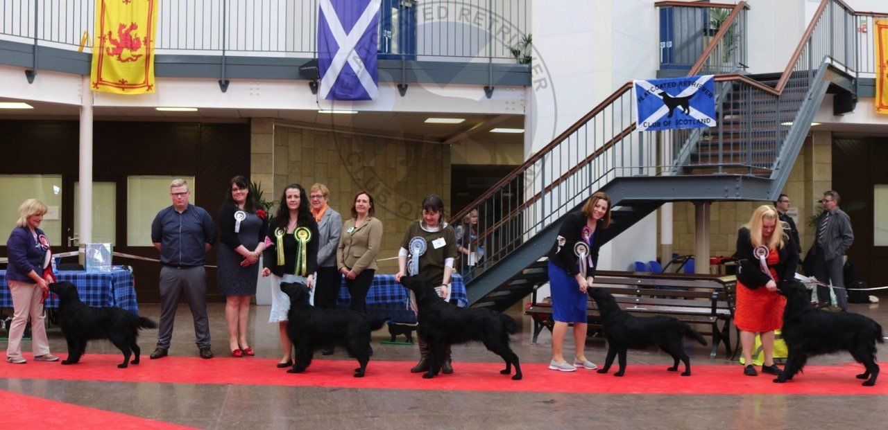 Best in Show Line Up April 2017 Best in Show Line Up April 2017