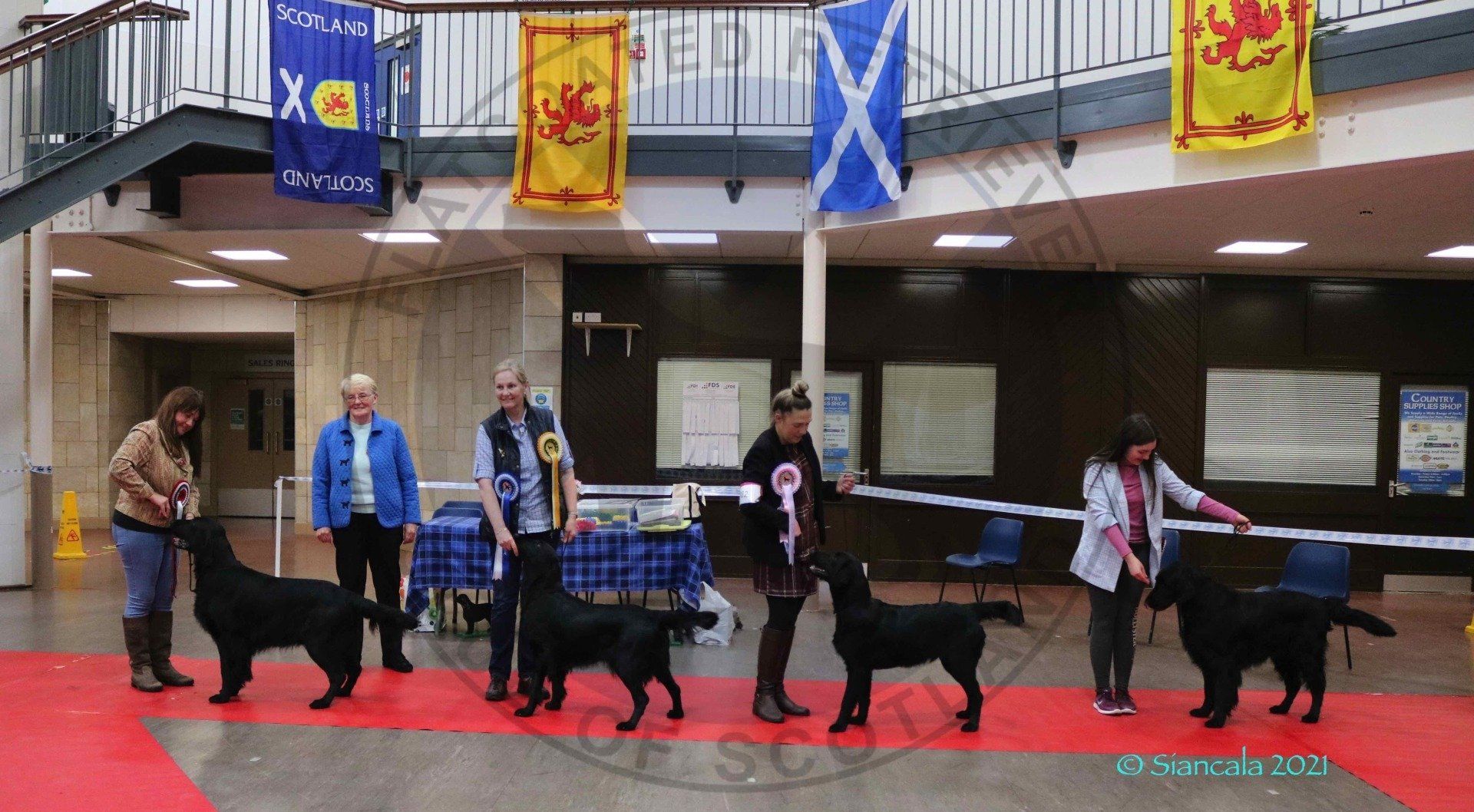 Best in Show Line Up October 2021 FRCS Best in Show Line Up October 2021
