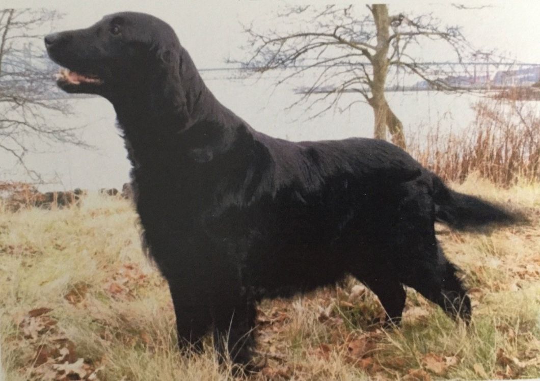 Sh Ch VBOS Lady from Louisiana (2004)