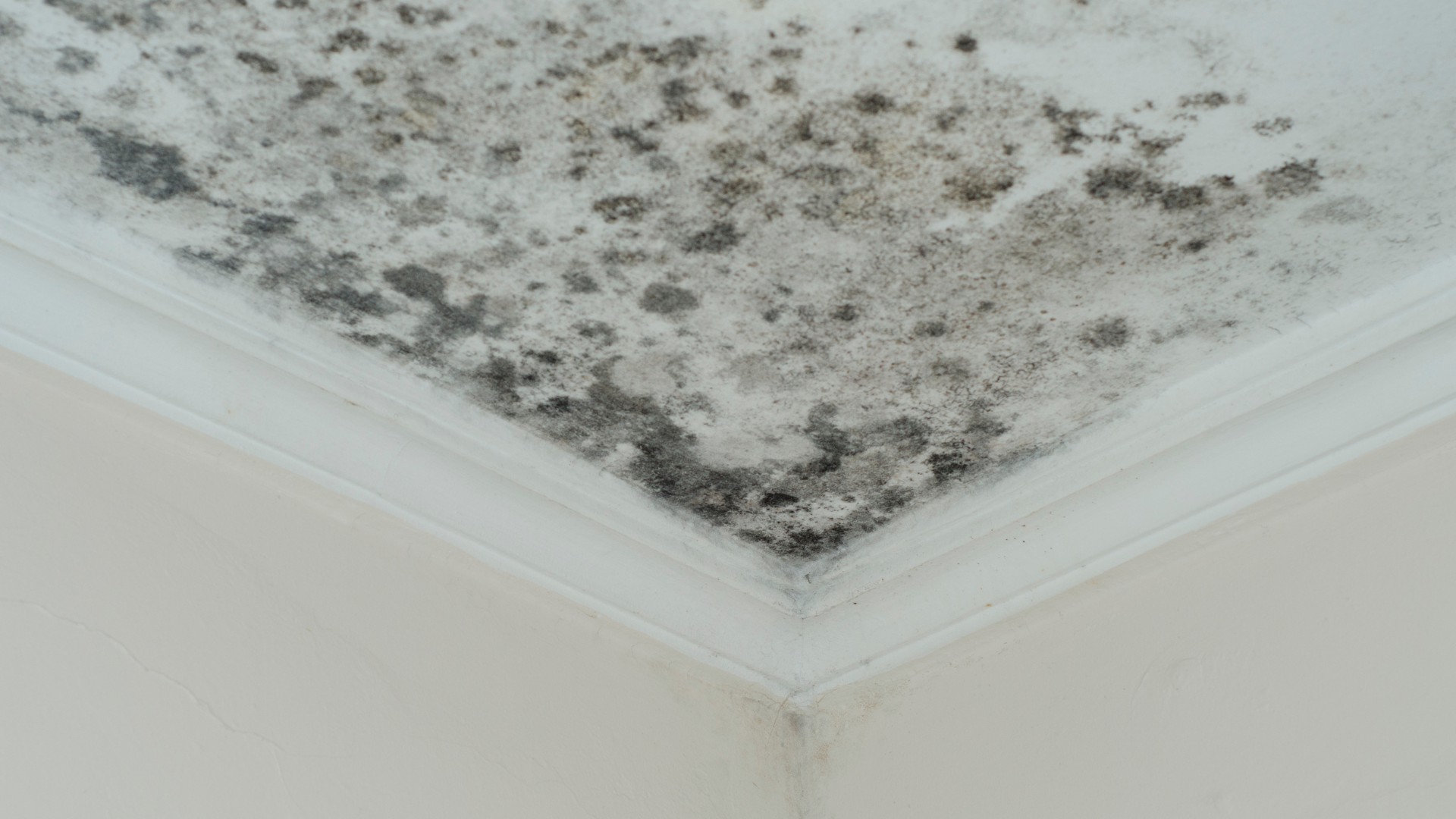 Mold and water damage staining the ceiling corner above white walls