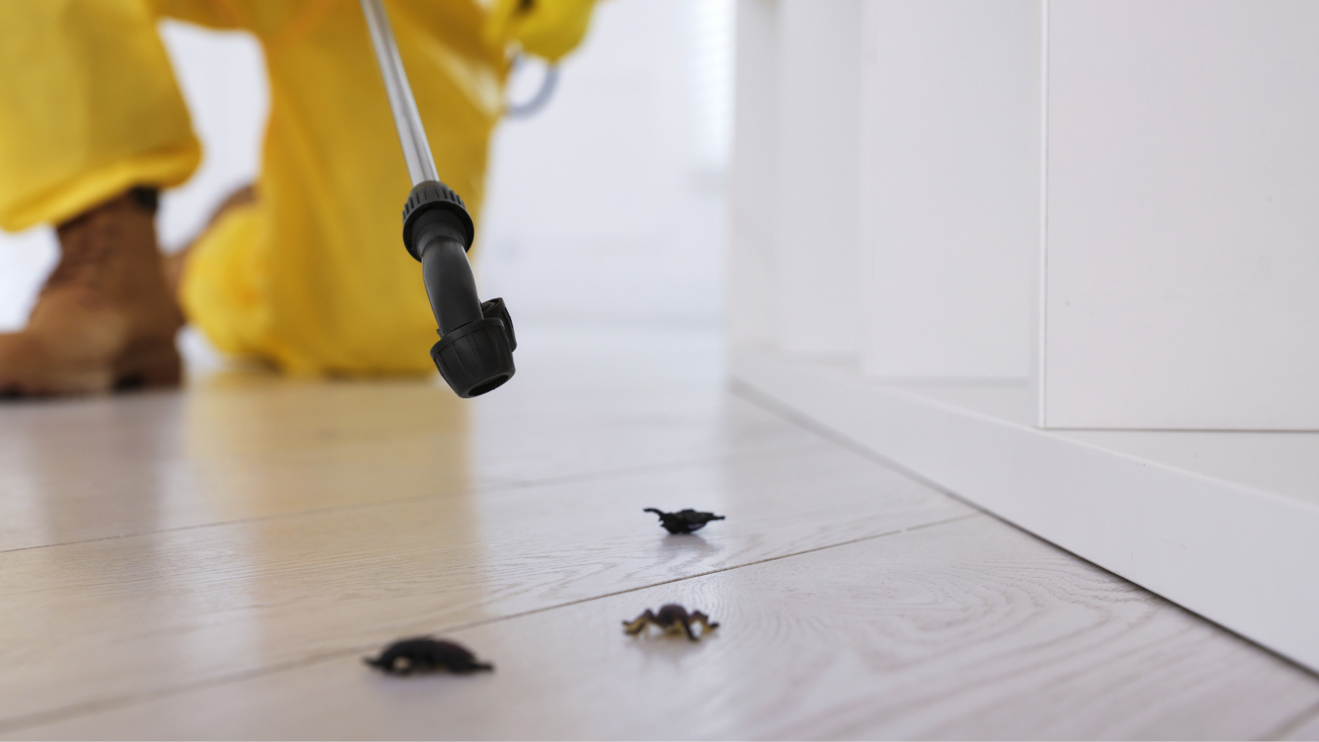 Person spraying insecticide toward ants on a light wood floor beside a white cabinet