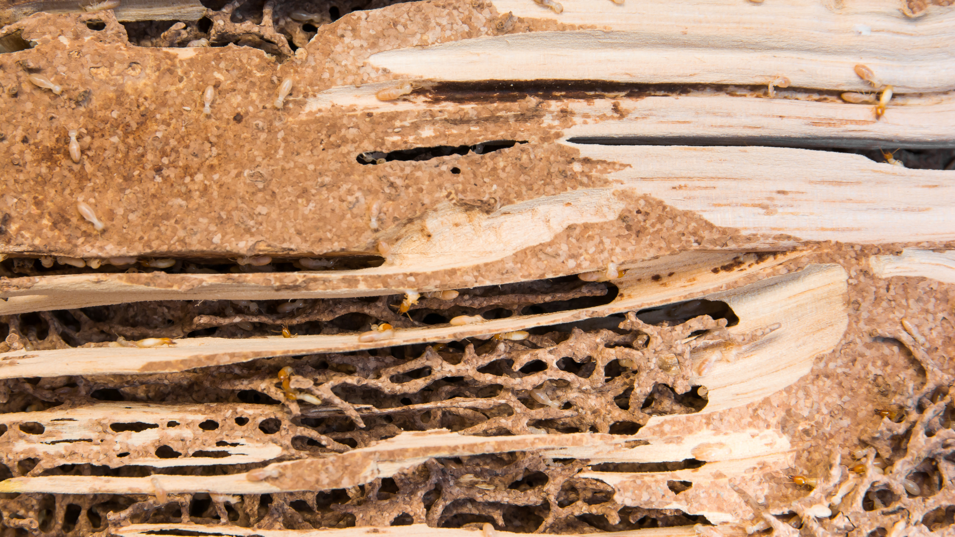 Close-up of a textured wood surface with layered bark and sandy brown tones