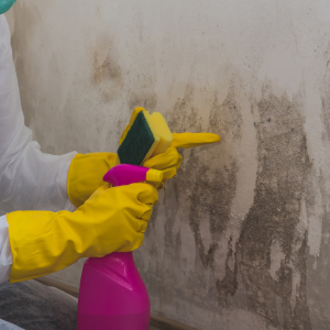 Gloved hands spray-clean a moldy wall with a pink bottle and sponge.