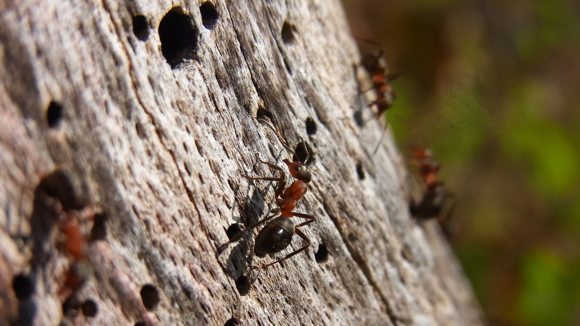 Ants crawling on a rough tree trunk with a blurred green background