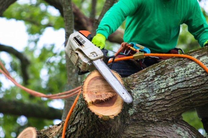 Person in green shirt using a chainsaw to cut a tree branch, secured with safety harness and ropes.