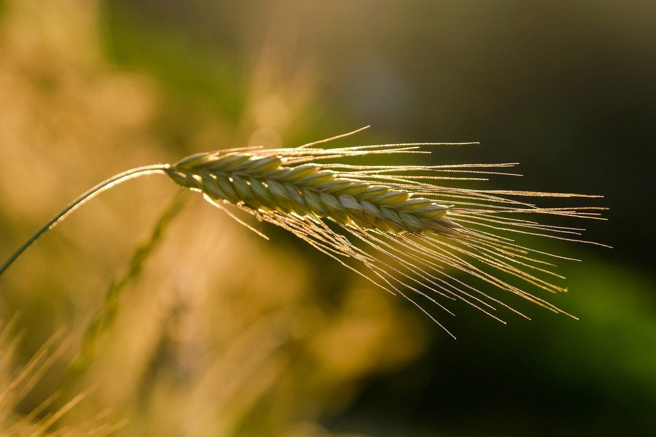 photo of wheat in a field
