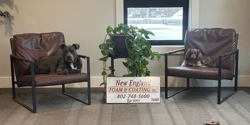 Two dogs sitting on a chair next to a sign that says New England Foam and Coating