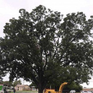 tree trimming