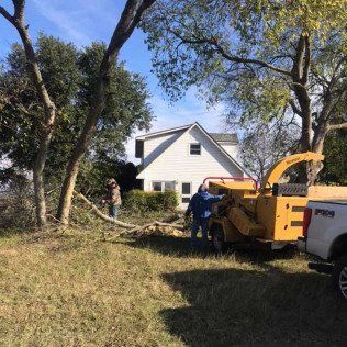 tree trimming
