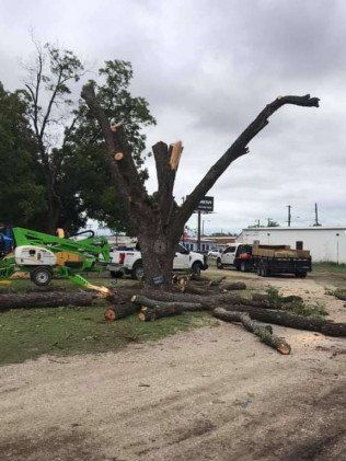 Tree Removal