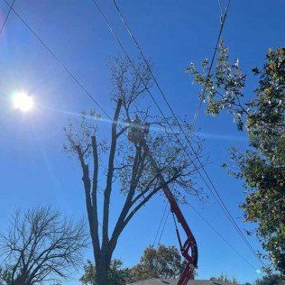 tree trimming