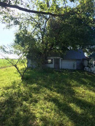 Tree removal