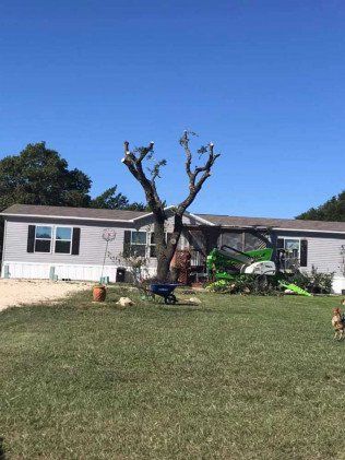 Tree removal