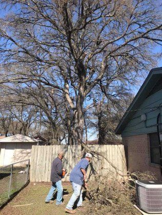 Tree removal