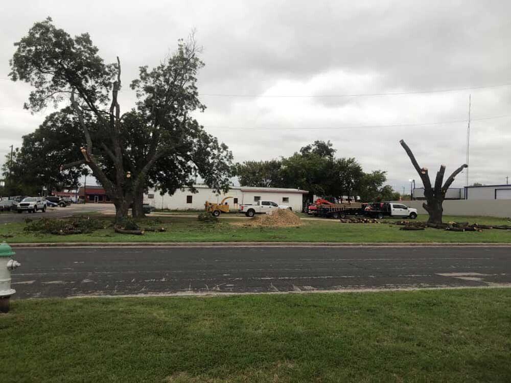Tree removal