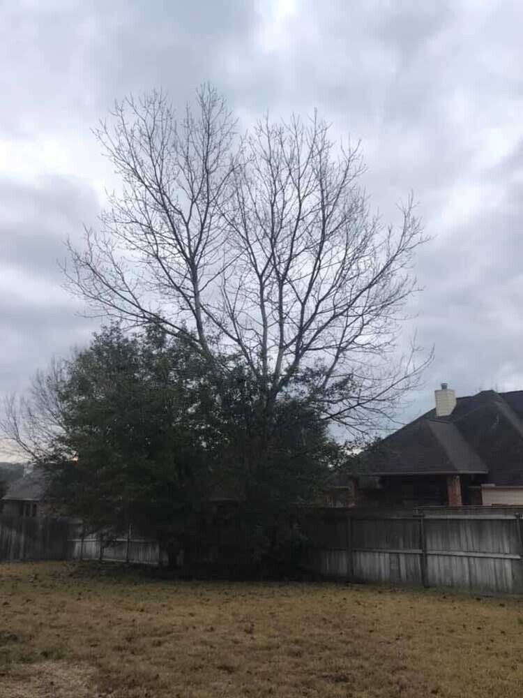 Tree removal